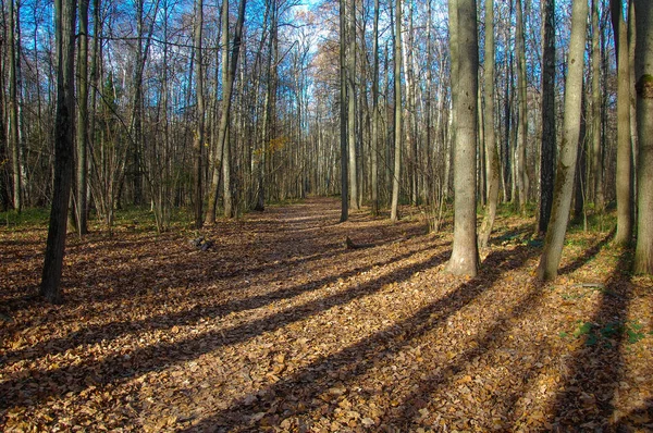 Podzimní Les Slunném Podzimním Dni Dlouhé Stíny Stromů — Stock fotografie