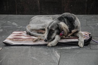 Üzgün gri köpek kaldırımda yatıyor.