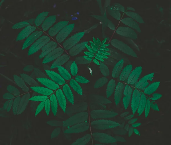 Зеленый лист Темно-лиственное растение со скользящими змеиными листьями. — стоковое фото