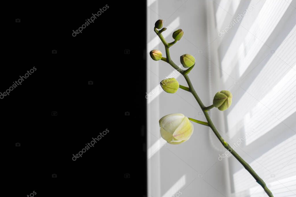 Unopened orchid buds in the light from the window. Black and white background. The light through the roller blinds day and night gives immense light for indoor flowers, even in a dark room.