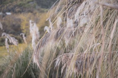 Yabani otlar ile sorunsuz yaz bitkiler rüzgarda sallanan spikelets.