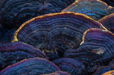 Geleneksel oryantal tıp ve çare için egzotik ağaç mashrooms. Phellinus linteus. Soyut arka plan.