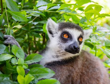 Yeşil yapraklar karşı vahşi doğada halka kuyruklu lemur. Lemur catta yakın portre.