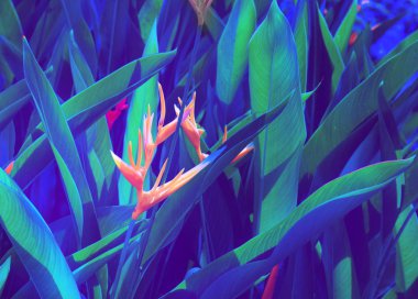 Koyu tropikal yeşillik arka planında renkli çiçek