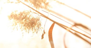 Yabani otlar ile sorunsuz yaz bitkiler rüzgarda sallanan spikelets.