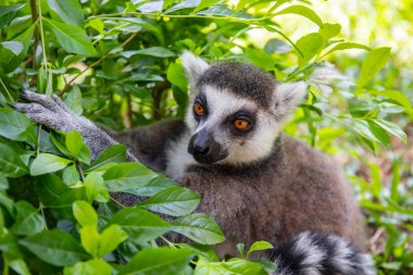 Yeşil yapraklar karşı vahşi doğada halka kuyruklu lemur. Lemur catta yakın portre.