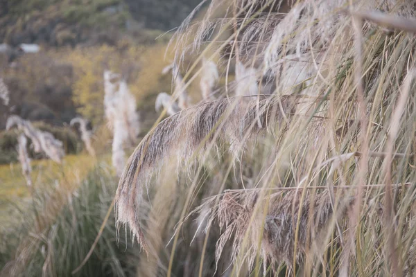 Yabani otlar ile sorunsuz yaz bitkiler rüzgarda sallanan spikelets.