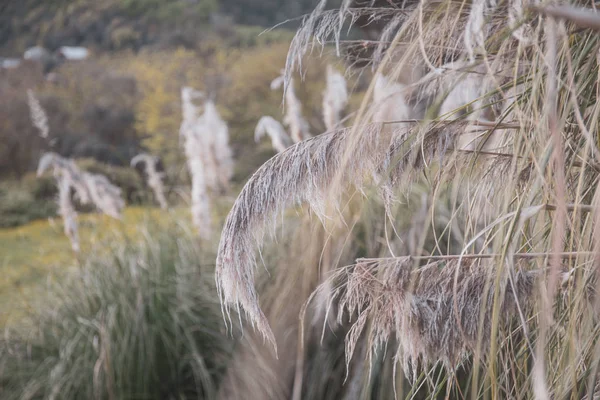 Yabani otlar ile sorunsuz yaz bitkiler rüzgarda sallanan spikelets.