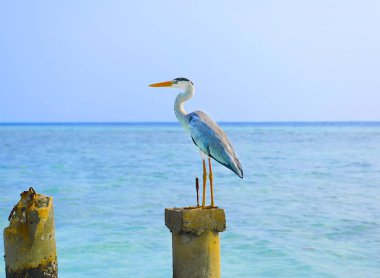 Bir deniz sütunu üzerinde heron