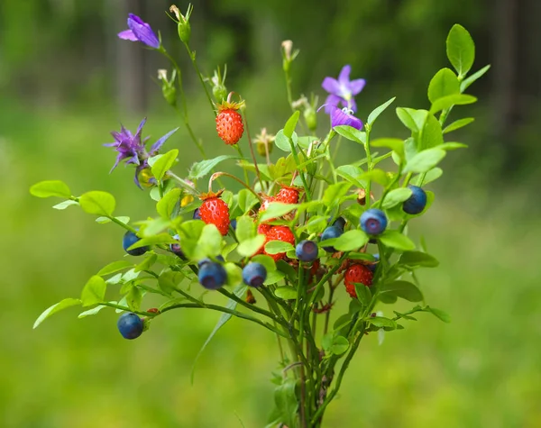 Wild plants bouquet, blueberry and wild strawberry