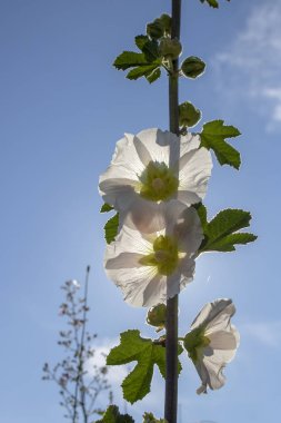 Beyaz hollyhock (Alcea rosea) çiçek yakın çekim. Arkadaki gökyüzü.