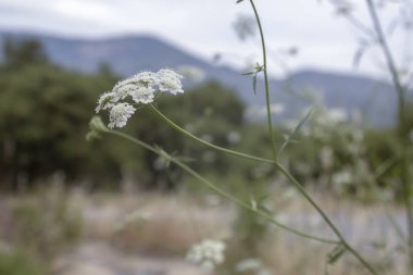 Ortak yarrow bitkisinin yakın çekim. Bulanık Arka Plan
