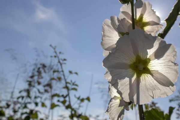 Beyaz hollyhock (Alcea rosea) çiçek yakın çekim. Arkadaki gökyüzü. — Stok fotoğraf