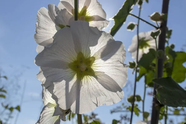 Beyaz hollyhock (Alcea rosea) çiçek yakın çekim. Arkadaki gökyüzü. — Stok fotoğraf