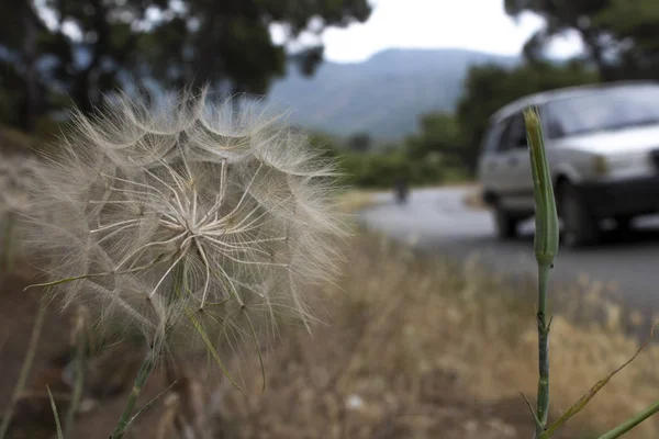 Närbild av anläggningen Taraxacum islandiciforme. Vita fjädrar. Den har en global struktur. Vägen är i bakgrunden. — Stockfoto