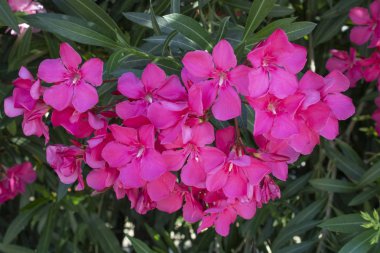 Beyaz mandevilla çiçeği. Close. Bulanık arka plan.