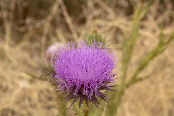 Primer plano de una planta de cardo lanza. Fondo borroso . — Foto de Stock