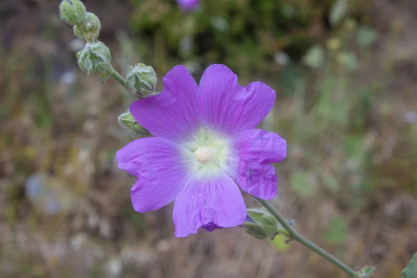 Hollyhock fabrikasının yakın çekimi. Pembe. — Stok fotoğraf