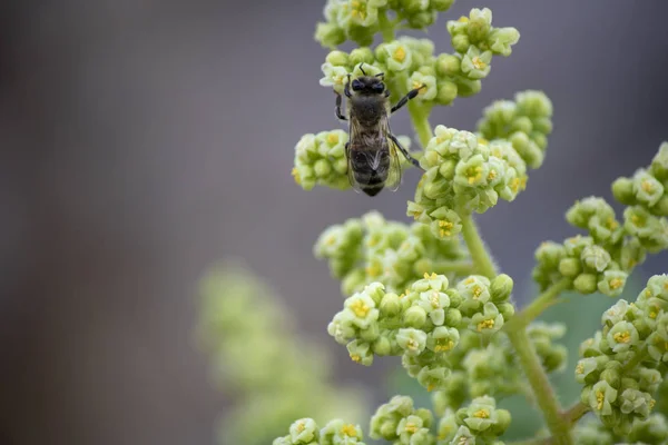 Çiçek toküstündeki arı. Çiçek özünü toplama.