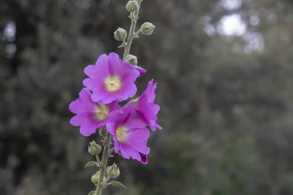 Close-up shoot of bristly hollyhock flower. Blurred Background — Stock Photo, Image