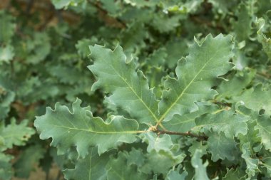 Bitki Quercus dentata yapraklarının yakın çekim.