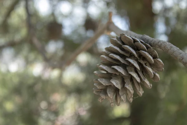 Närbild av en Pinus nigra kottar anläggning. Suddig bakgrund. — Stockfoto