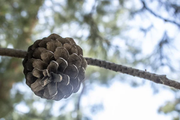 Primo piano di una pianta di pigne pinus nigra. Sfondo sfocato . — Foto Stock