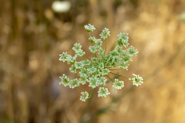 Daucus carota растение с белыми листьями. Размытый фон . — стоковое фото