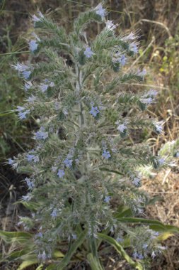 İtalyan engerek bugloss (echium italicum) bitki yakın çekim.