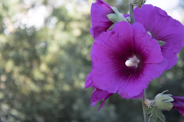 Närbild av Hollyhock plant. Suddig bakgrund. — Stockfoto