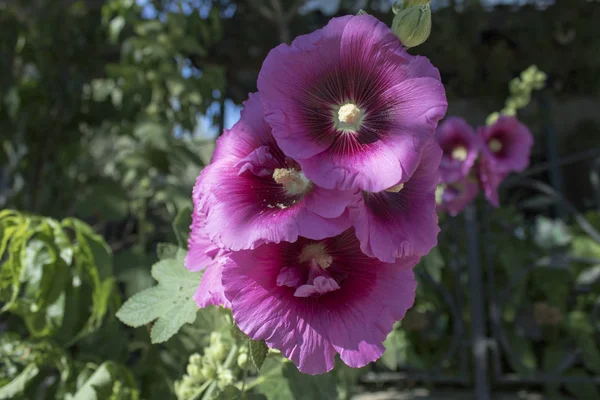 Hollyhock tesisi yakın çekim. Bulanık arka plan. — Stok fotoğraf