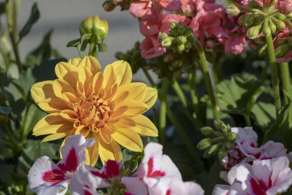 Nahaufnahme der Dahlia pinnata Blüte. gelb — Stockfoto