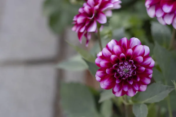 Primo piano del fiore di Dahlia pinnata. Tonalità viola e andine. Sfondo sfocato — Foto Stock