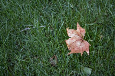 Çimenlerin üzerine düşen tek yaprağın yakın çekim.