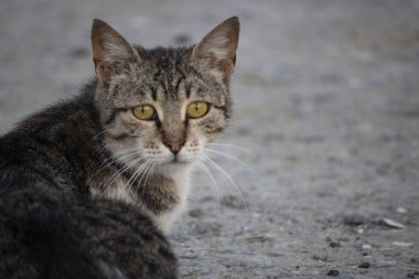 Kedi arkadan bakıyor. Sokakta çekilen