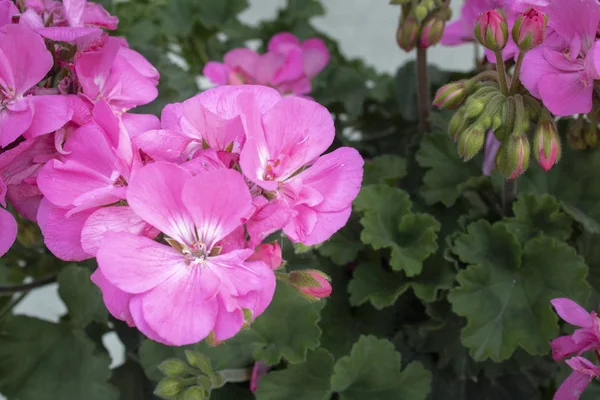 Primer plano de la flor de geranio zonal . — Foto de Stock