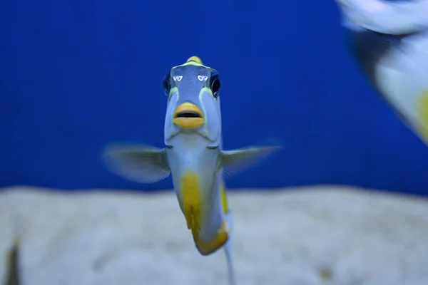 I pesci della barriera corallina sono stati filmati nell'acquario. Primo piano — Foto Stock