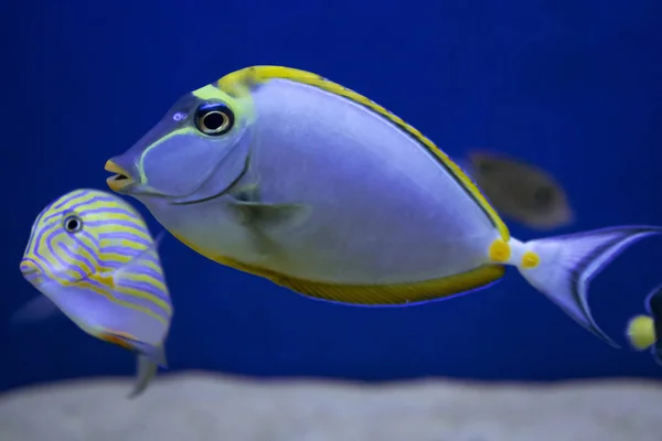 I pesci della barriera corallina sono stati filmati nell'acquario. Primo piano — Foto Stock