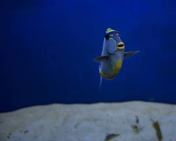 I pesci della barriera corallina sono stati filmati nell'acquario. Primo piano — Foto Stock