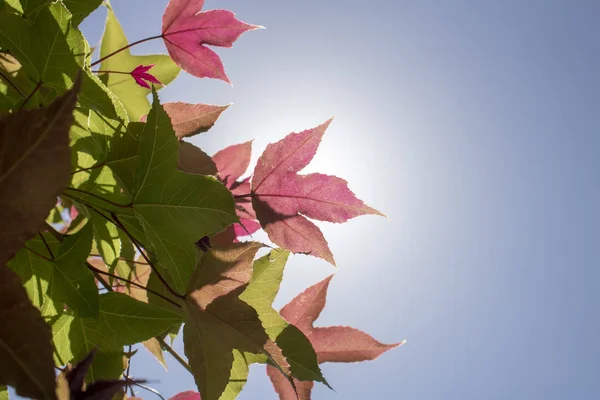 Hoja de árbol de storax americano de cerca. Superficie detallada iluminada por la luz solar. Colores púrpura en la hoja y el cielo en el fondo . —  Fotos de Stock