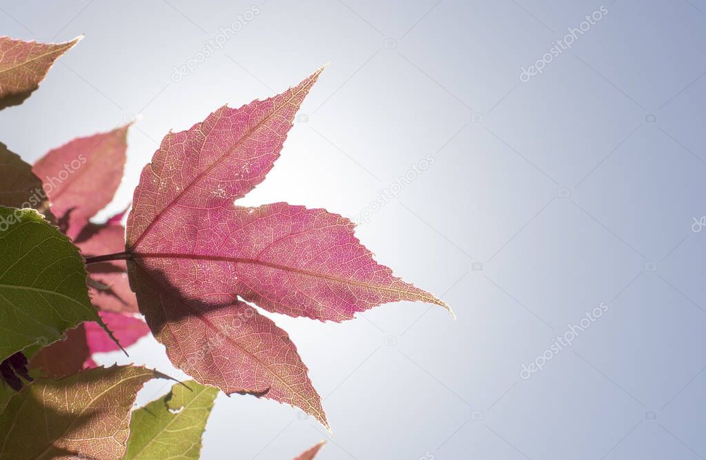 Leaf of American storax tree close-up. Detailed surface illuminated by sunlight. Purple colors on leaf and sky in background.