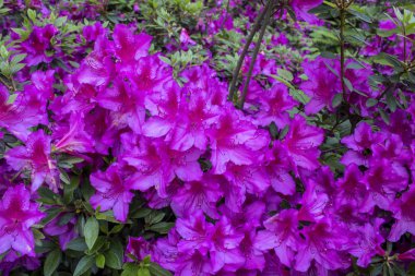 Hint açelyası çiçek çekimi. Mor. Ormanda çekilmiş.