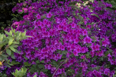 Hint açelyası çiçek çekimi. Mor. Ormanda çekilmiş.