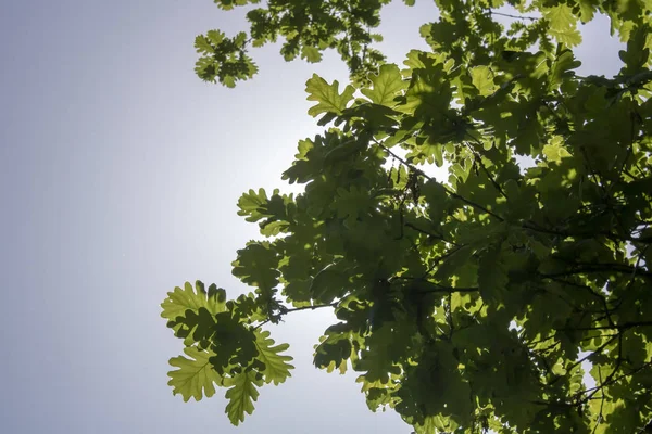 Hojas inglesas de roble. Sol y cielo en el fondo —  Fotos de Stock