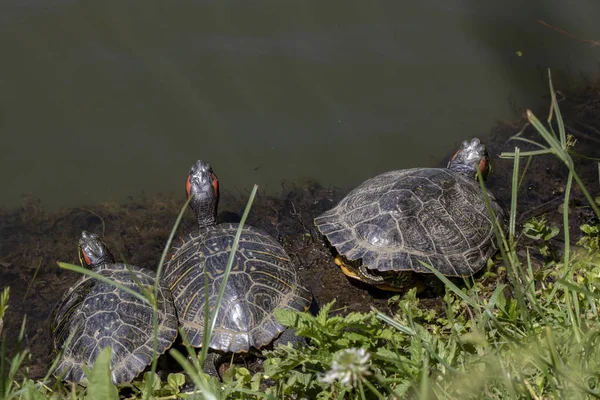 Черепахи отдыхают у озера. Третий. Крупный план . — стоковое фото