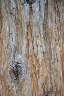 Kahverengi desenli ağaç kabuğu. Yuvarlak bir lekesi var..