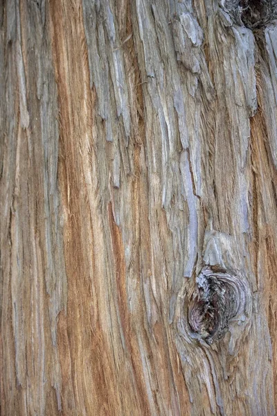 Tree bark with brown patterns. It\'s got a round stain.