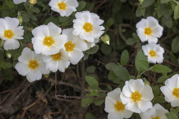 Salvia cistus çiçeğinin yakın çekim çekimi.