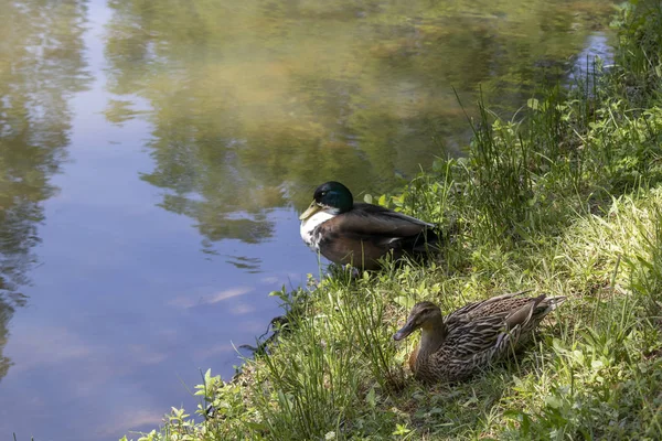 Ducks are resting by the lake.