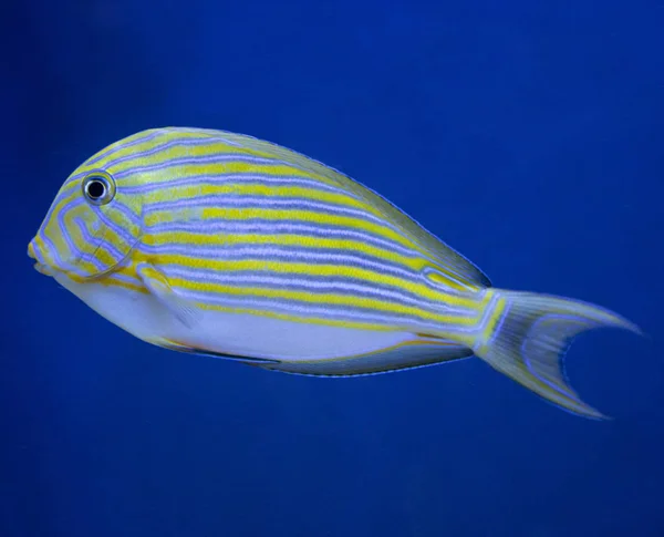 Korallenrifffische wurden im Aquarium gefilmt. Nahaufnahme — Stockfoto